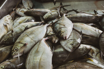 fish market at Muttrah, town center of Muscat, Oman. Several tuna and other fish on stalls with fish vendors. 