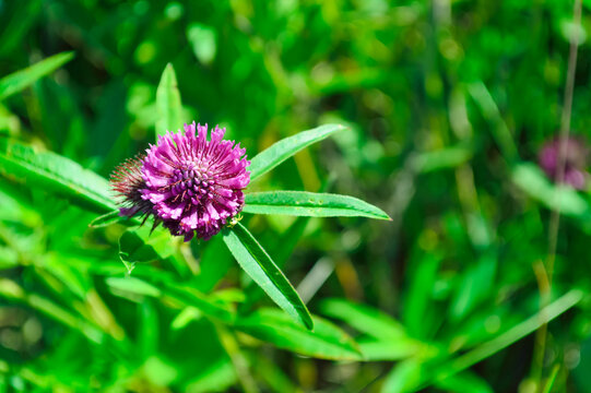 close-up - bright pink clover flower on a background of green grass and clover leaves