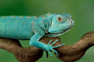 Blue iguana closeup head