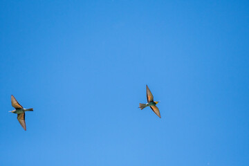 Swiss Beeater in Leukerfeld flying