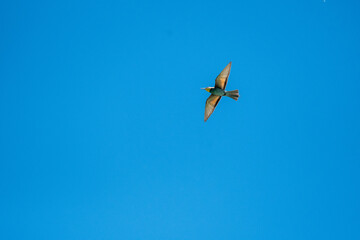Swiss Beeater in Leukerfeld flying