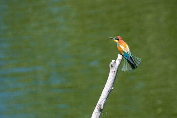 Swiss Beeater in Leukerfeld on a branch