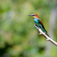 Swiss Beeater in Leukerfeld on a branch