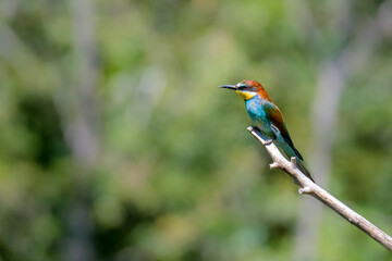 Swiss Beeater in Leukerfeld on a branch
