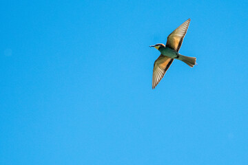 Swiss Beeater in Leukerfeld flying