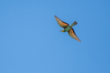 Swiss Beeater in Leukerfeld flying