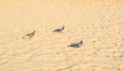 birds on the sand