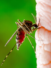 Dengue Infected Mosquito Bite on Green Background. Leishmaniasis
