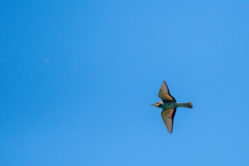Swiss Beeater in Leukerfeld flying