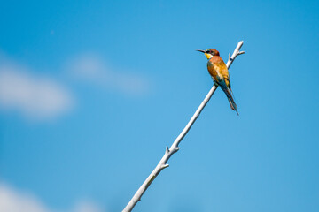 Swiss Beeater in Leukerfeld on a branch