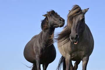 Two funny black horses and blue sky