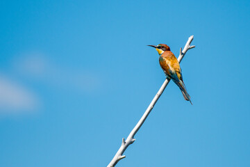 Swiss Beeater in Leukerfeld on a branch