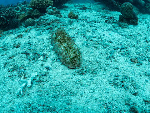Leopard Sea Cucumber, underwater photo, Philippines.
