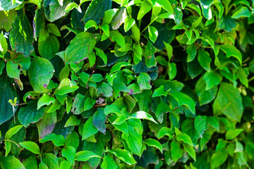 Fototapeta na wymiar Green bush close up.