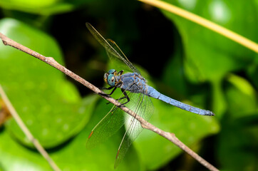 The blue dasher dragonfly (Pachydiplax longipennis)