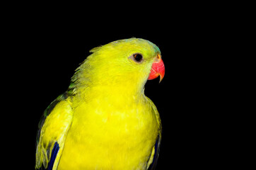 The regent parrot or rock pebbler (Polytelis anthopeplus)