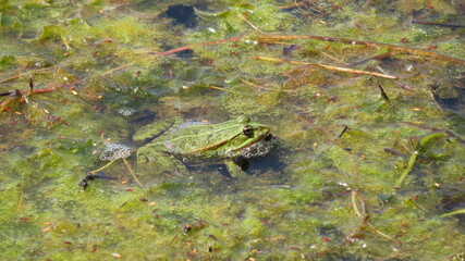 Frosch in Algen