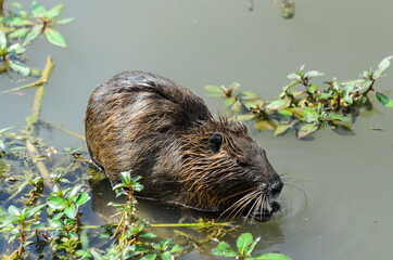 The coypu also known as the nutria or beaver rat