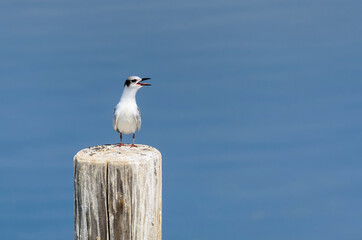 The Bonaparte's gull (Chroicocephalus philadelphia) sitting on a wooden pile