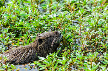 The coypu also known as the nutria or beaver rat