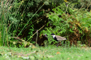 The spur-winged lapwing or spur-winged plover (Vanellus spinosus)