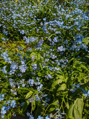 Noyabrsk, Russia - May 30, 2020: Blue forget-me-not flowers in green grass. Vertical.