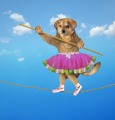 The beige dog acrobat in ballet dancer clothes with a pole is walking on the tightrope. Sky...