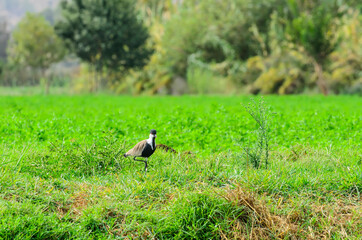 The spur-winged lapwing or spur-winged plover (Vanellus spinosus)