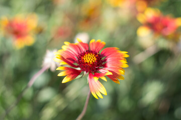 flower in the garden