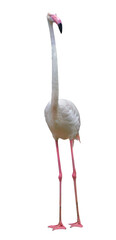 Flamingo bird animal set photo isolated on white background. This has clipping path. 