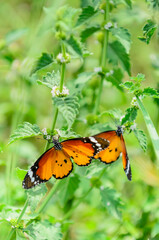 The monarch butterfly (Danaus plexippus)