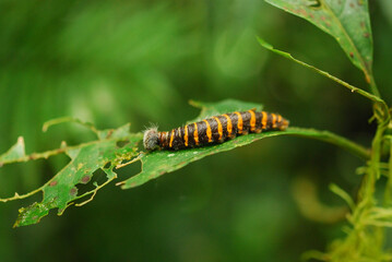 Caterpillar is eating a leaf in Costa Rica
