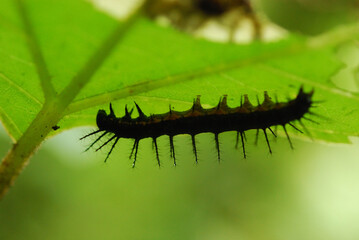 Black spiky caterpillar on a leaf in Costa Rica