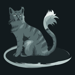 black and white cat