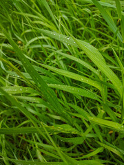Noyabrsk, Russia - May 30, 2020: Green grass after the rain. Vertical.