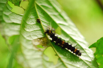 Caterpillar on a leaf in Costa Rica
