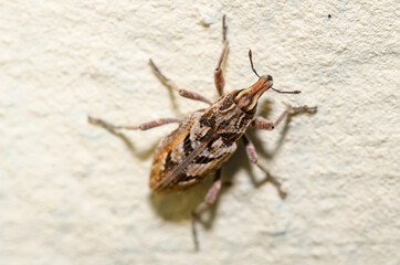 A weevil is a type of beetle from the Curculionoidea superfamily. 
Meganthribus pupa  Anthribidae family