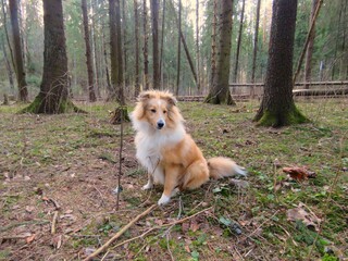 Собака породы шелти