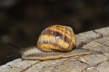 Snail on the stump