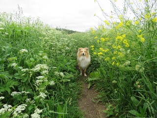 Собака породы шелти