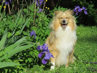 Собака породы шелти