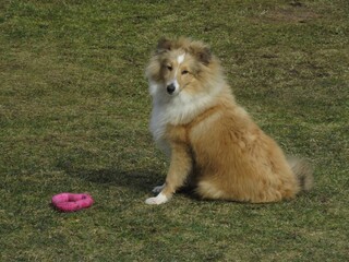 Собака породы шелти