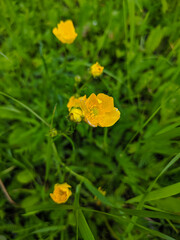 Obraz premium Noyabrsk, Russia - May 30, 2020: Yellow flowers in green grass. Closeup. Vertical.