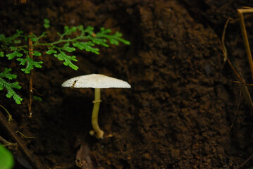 mushroom in the forest