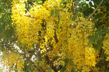 Blossom from the golden shower tree, Acácia-amarela, Cássia-imperial, canafístula, Sao Paulo, Brazil