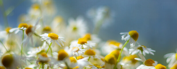 A bouquet of daisies on the window in the rain causes a melancholy mood. Drops on the glass....