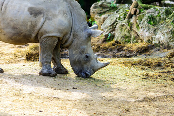 Obraz premium The white rhinoceros or square-lipped rhinoceros (Ceratotherium simum) is the largest extant species of rhinoceros.