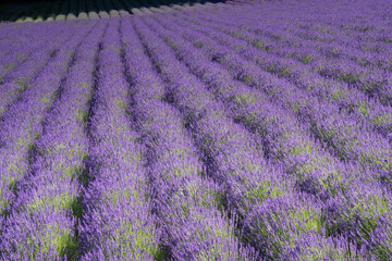 Obraz premium 7月ファーム富田ラベンダーストライプ