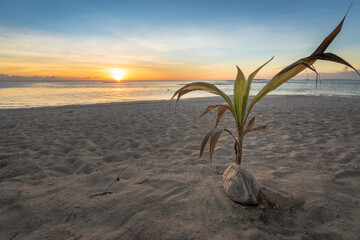 coconut tree blooming on tropical beach with snset