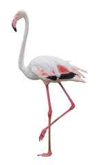 Flamingo bird animal set photo isolated on white background. This has clipping path. 